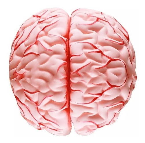 Modelo Anatômico 4d-anatomy Cérebro Desmontável