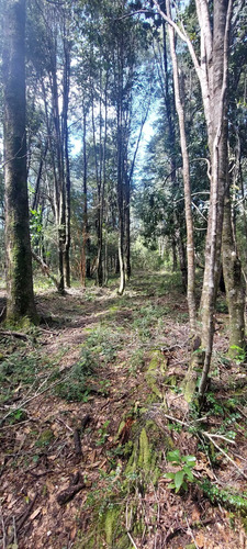 Venta Parcela Villarrica Altos De Pino Huacho (173215)