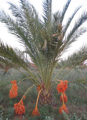 Mudas De Tamareira - Phoenix Dactylifera