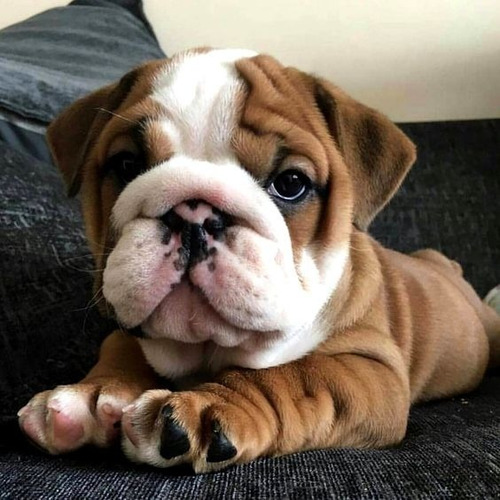 Cachorros Bulldog Ingles Perros En Venta Maicao 