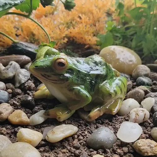 Estatua De Paisaje De Rana Sapo Sapos Anfibios Ranas