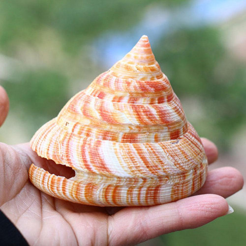 Adorno De Paisaje De Acuario Con Forma De Concha Natural, 1