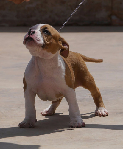 Imagen 2 de 2 de Hembra American Bully De 6 Meses En Venta