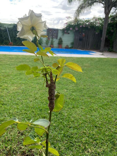 Imagen 8 de 14 de Casa - Matheu