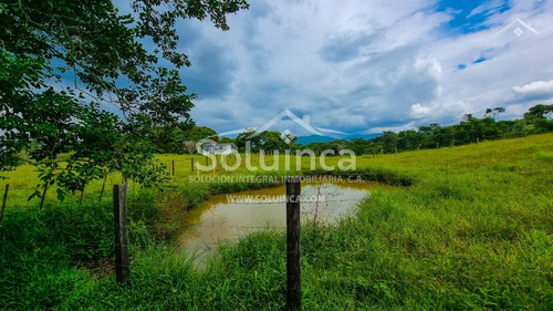 Imagen 17 de 27 de Amplia Finca, Colinas De San Benito - El Vigía