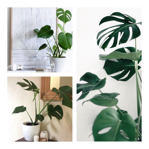 Monstera C/ Maceta Blanca. Decora Con Verde Plantas Interior