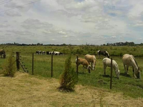 Imagen 4 de 11 de Lote