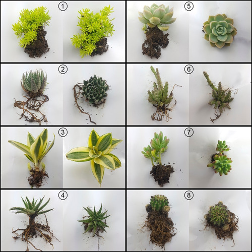 5 Mudas De Suculentas E Mini Cactos Especiais Kit Plantas