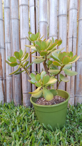Arbol De Jade - De La Abundancia - Crassula Ovata - Mac 17