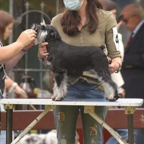Imagen 7 de 7 de Schnauzer Miniatura Hembra Con Pedigree Kcu