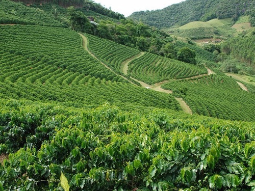 80 Sementes Café Arábica Resistente À Seca Pragas E Doenças