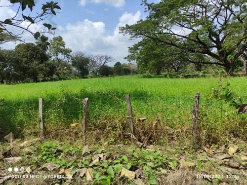 Imagen 10 de 13 de Finca En Venta En El Tambor, Mun. Obispos, Barinas