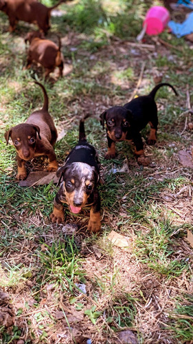 Imagen 2 de 5 de Cachorros Salchicha
