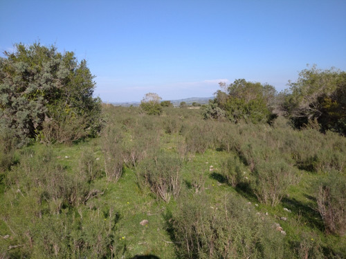 Campo Pintoresco, Con Altura, Cañada