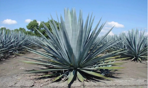 2500 Semillas De Agave Azul Tequilero 