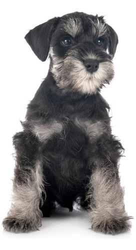 Perros Schnauzer Disponibles Dogs Puppy