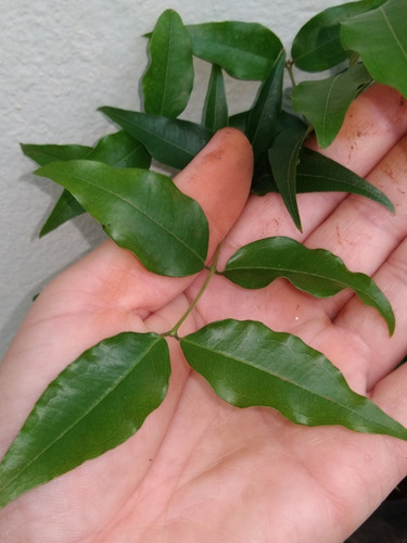 Jabuticaba De Polpa Rósea - Muda De Semente 20 Cm