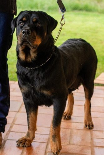 Filhote De Rottweiler De Alto Padrão Com Pedigree Cbkc