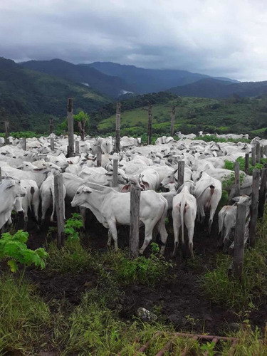 Imagen 7 de 23 de Finca Productivo En Tachira