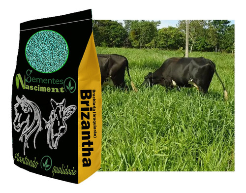 Sementes Brachiaria Brizantha Marandu 20kg Incrustada