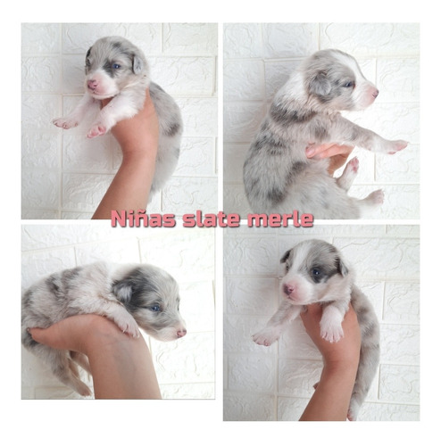 Imagen 7 de 9 de Cachorros Border Collie