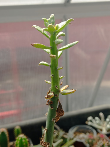 Planta Pereskiopsis Diguetii / Cactus Para Injertos