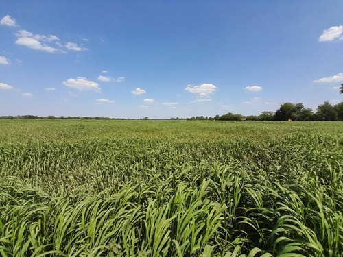 Imagen 21 de 29 de Chacra 5 Hectáreas Agro Carlos Keen Venta Oportunidad