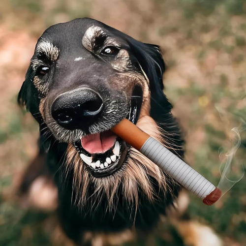 Estojos De Brinquedos Para Animais De Estimação