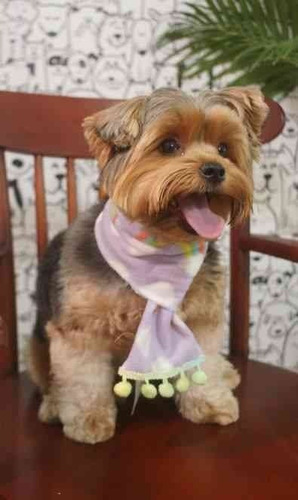 Roupa Pet - Cachecol Soft P Roupinha Pra Cachorro E Gato