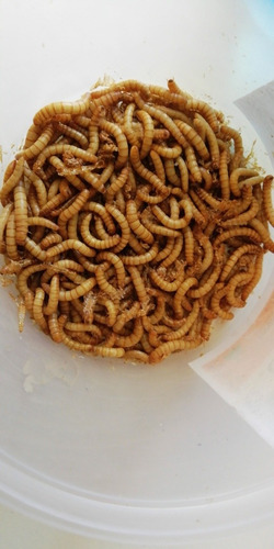Larvas De Gorgojo De La Harina (tenebrio Molitor) - Arequipa