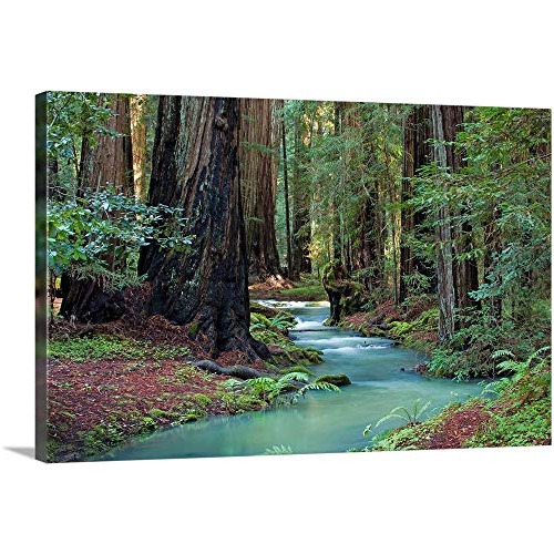 Redwood Forest Ii - Lienzo Decorativo Para Pared, Obra De Ar