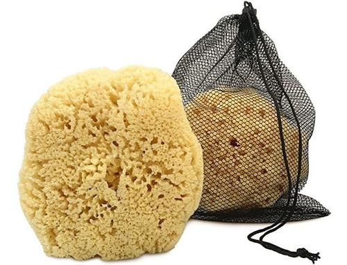 Real Sea Sponge For Men - Extra Large 6&#34;-7&#34;, Totall.