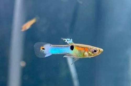 Peces Endler Blue Japon Machos Y Hembras X 10