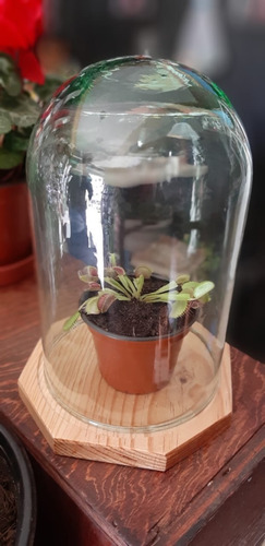 Imagen 4 de 5 de Plantas Carnívoras, Venus Atrapamoscas, Solo Entrega Cdmx