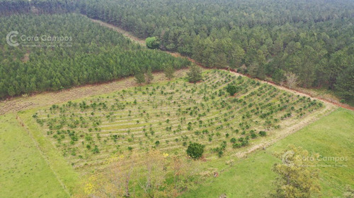 Imagen 7 de 8 de Se Vende Campo De 136 Ha A Tranquera Cerrada En San José, Misiones.