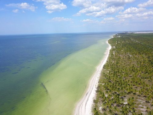 Terreno En Venta Frente Al Mar, San Crisanto, Yucatán. 