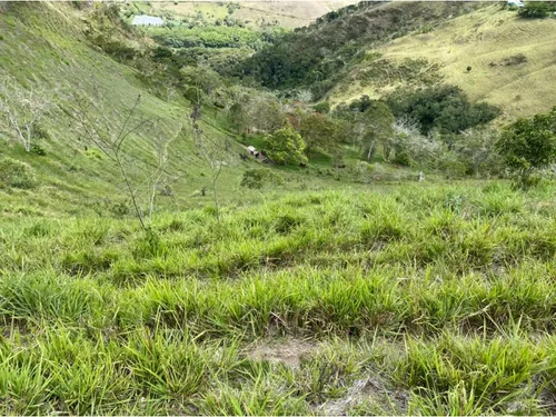 Se Vende Finca Naranjal - Roldanillo