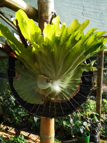 Imagen 8 de 8 de Platicero De Colección - Platycerium Superbum Gigante
