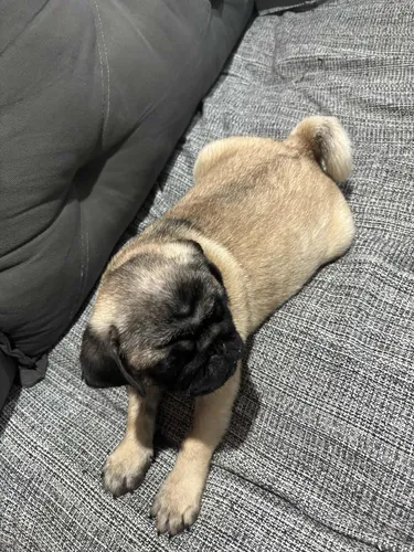 Vendo Raça Pug