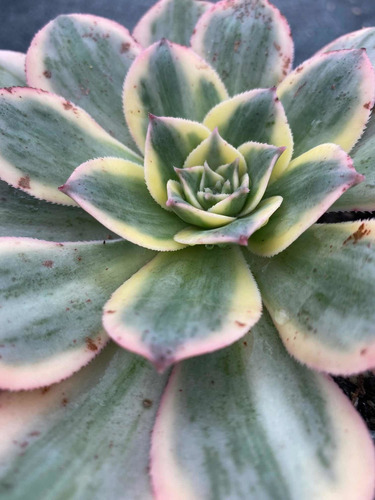 Imagen 6 de 6 de Aeonium Sunburst - Planta Suculenta Exótica