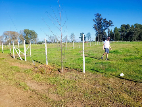 Parcela Cam A Coihueco Km17 Orilla Pavimento (99161)