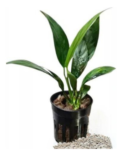 Anubia Lanceolata Bajos Requerimientos