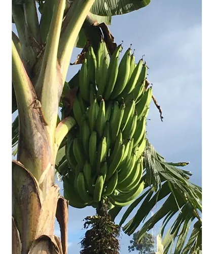 Vendo Finca En Tarapaca 80 Cuadras, Santa Rosa, Risaralda