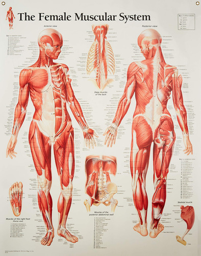 Grafico Femenino Sistema Muscular: Pared Laminado