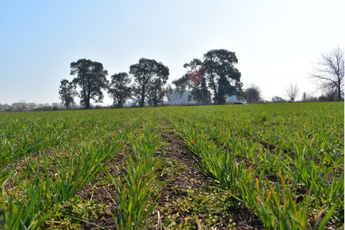 Imagen 5 de 29 de Chacra 5 Hectáreas Agro Carlos Keen Venta Oportunidad