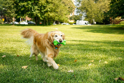 Juguete De Látex Hartz Duraplay Bone Squeaky Para Perros, Gr