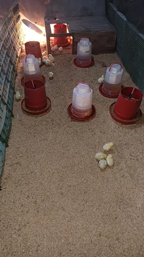 Pollos Criollos Beneficiados