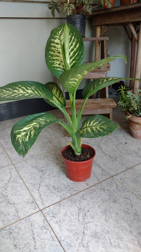 Dieffembachia Tropic Maceta 14