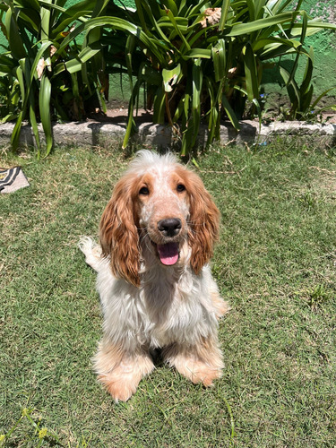 Cachorros Cocker,los Más Bellos