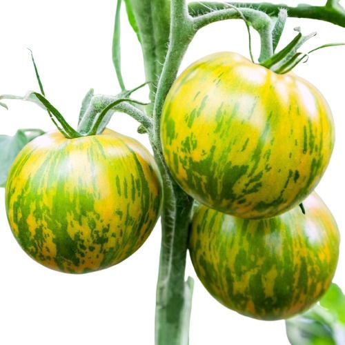 Sementes De Tomate Verde Green Zebra Raro Belo E Delicioso